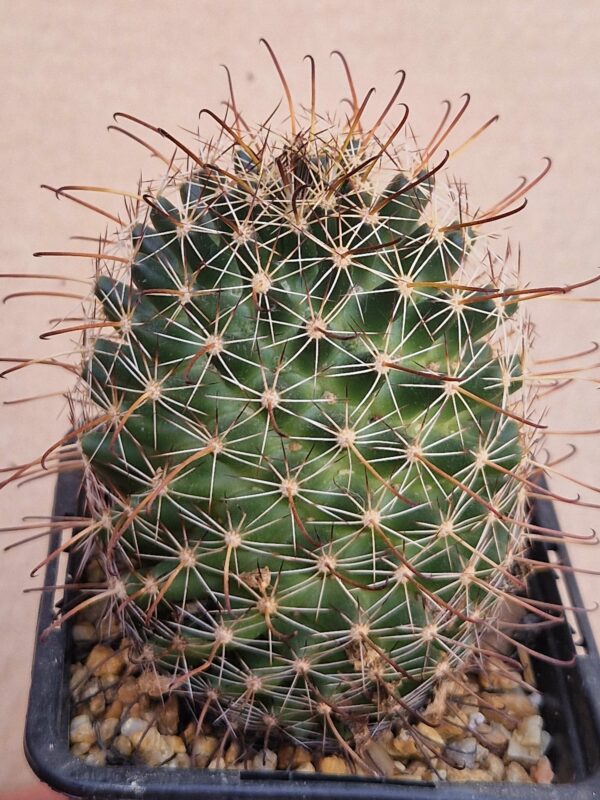 Mammillaria mainae