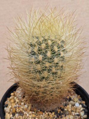 20260531_154849 Neoporteria senilis