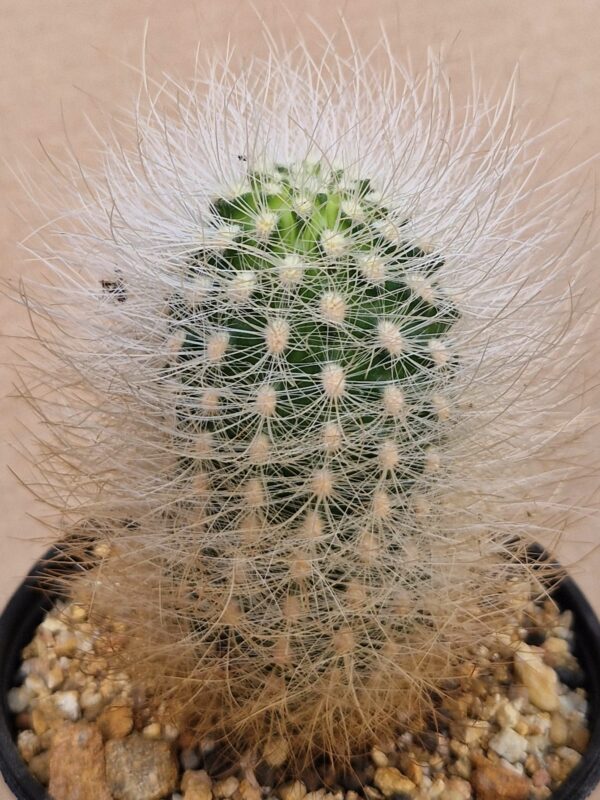 Neoporteria multicolor