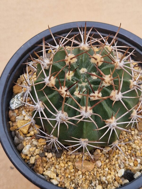 Echinopsis sp
