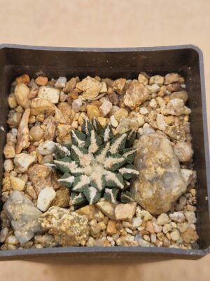 20260531_160134 Ariocarpus kotschoubeyanus