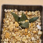 20260531_160236 Ariocarpus trigonus