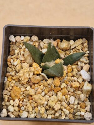 20260531_160236 Ariocarpus trigonus