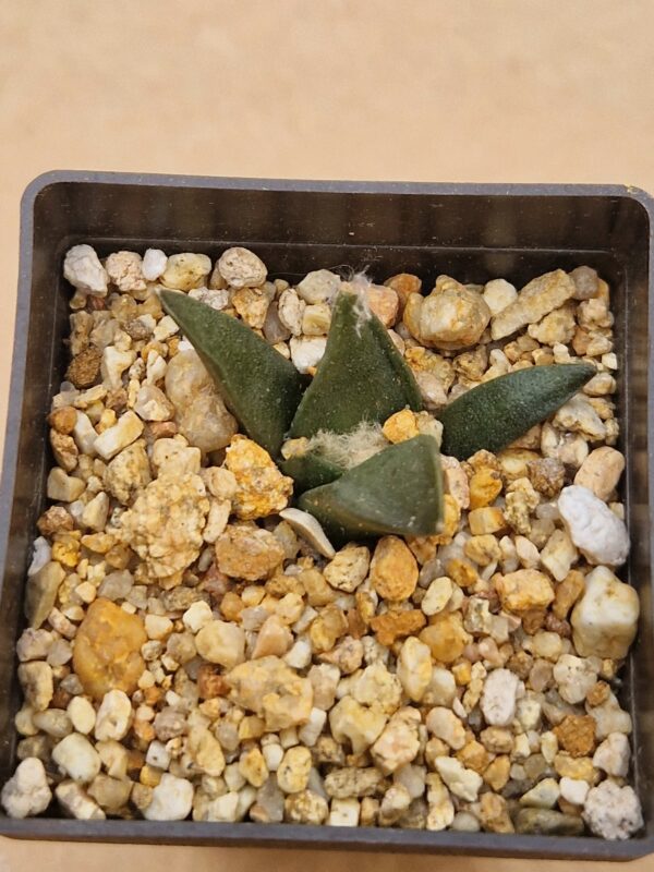 Ariocarpus trigonus