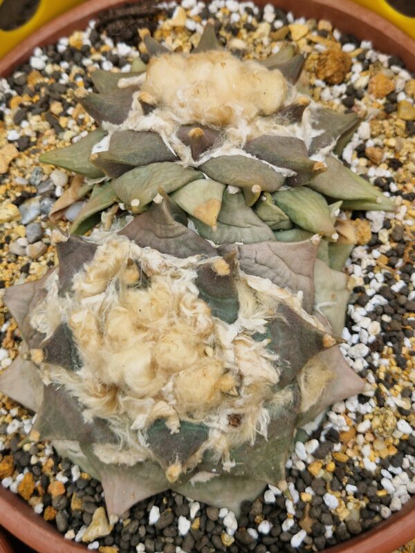 Ariocarpus furfuraceus
