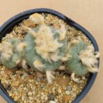 20260531_160430 Lophophora diffusa