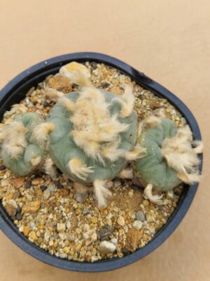 20260531_160430 Lophophora diffusa