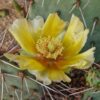 Opuntia sp 10