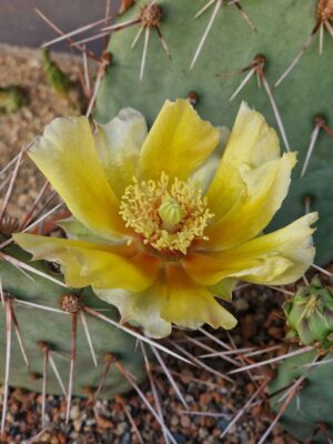Opuntia sp 10