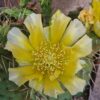 Opuntia phaeacantha