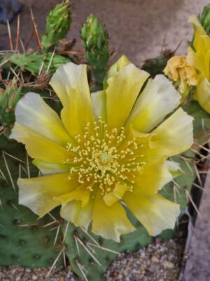 Opuntia phaeacantha
