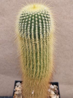 20260921_155950 Eriocactus leninghausii
