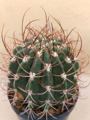 20260921_161952 Echinopsis leucacanthus