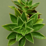 Echeveria mexicana
