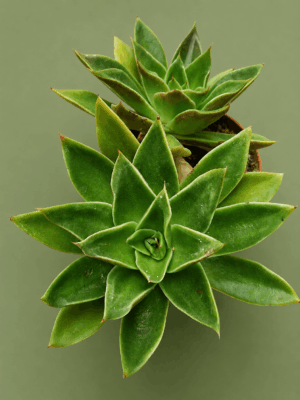 Echeveria mexicana