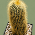 Eriocactus leninghausii
