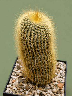 Eriocactus leninghausii