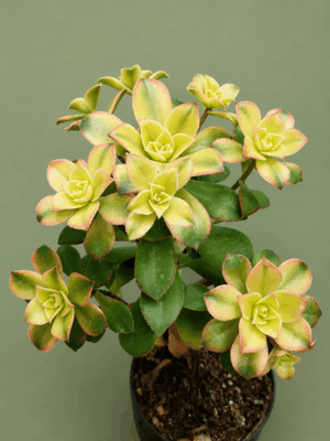 Aeonium Kiwi