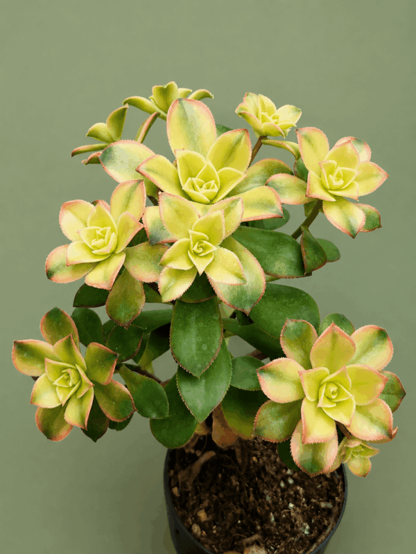 Aeonium Kiwi