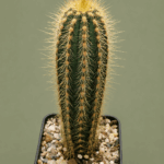 Pilosocereus sp