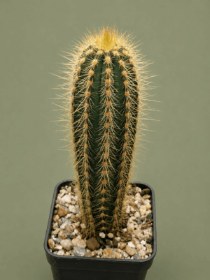 Pilosocereus sp