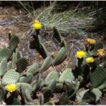 opuntia-aurea-ga-cooper_8010 Opuntia aurea