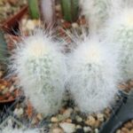 Cremnocereus albispinus