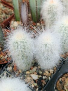 Cremnocereus albispinus