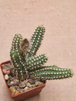 Chamaecereus