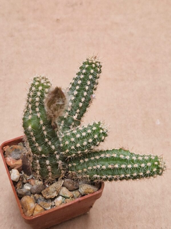 Chamaecereus