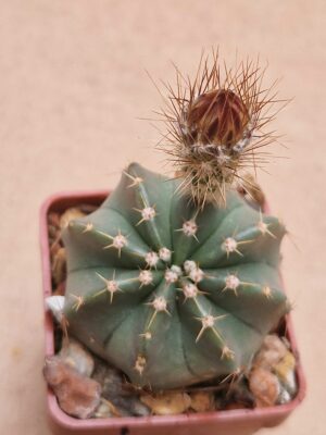Echinocereus subinermis