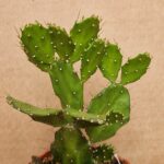 20260601_164626 Opuntia brasiliensis