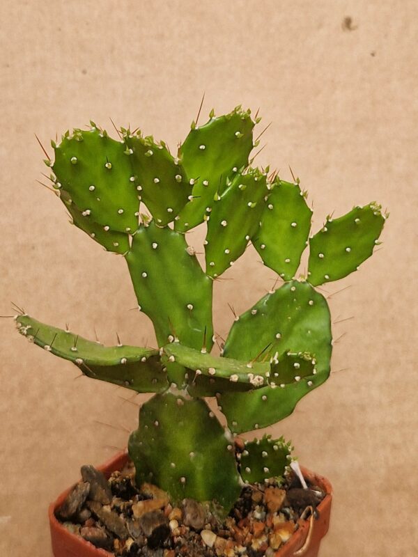 Opuntia brasiliensis