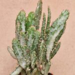 20260601_164717 Opuntia sp