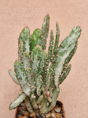 20260601_164717 Opuntia sp