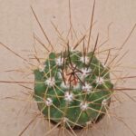 Melocactus azulensis
