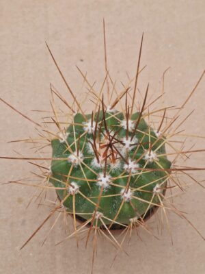 Melocactus azulensis