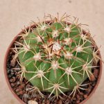 Melocactus delessertianus