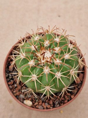Melocactus delessertianus