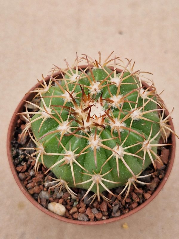 Melocactus delessertianus