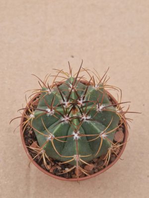 Melocactus concinus