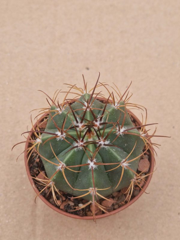 Melocactus concinus