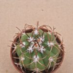 Melocactus matanzanus