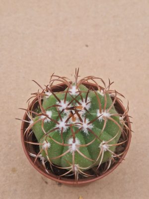 Melocactus matanzanus