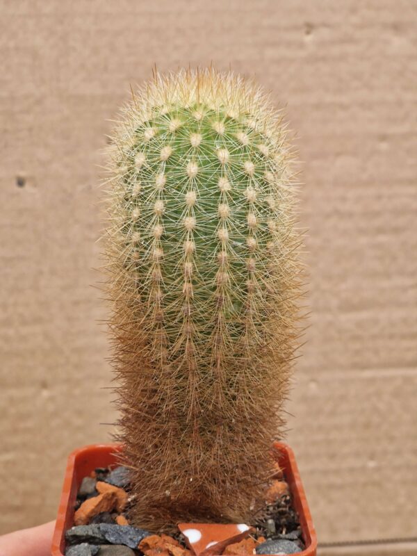 Haageocereus samonoides