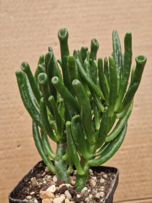 Crassula ovata f monstrosa