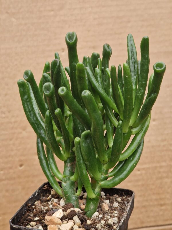 Crassula ovata f monstrosa