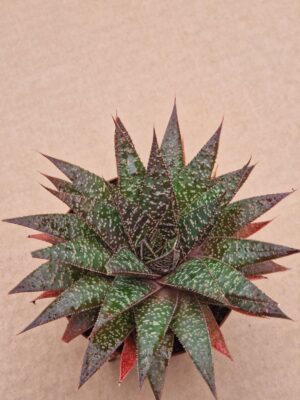 Gasteraloe sp