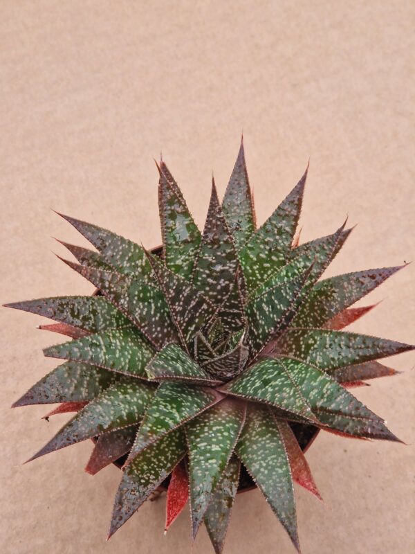 Gasteraloe sp