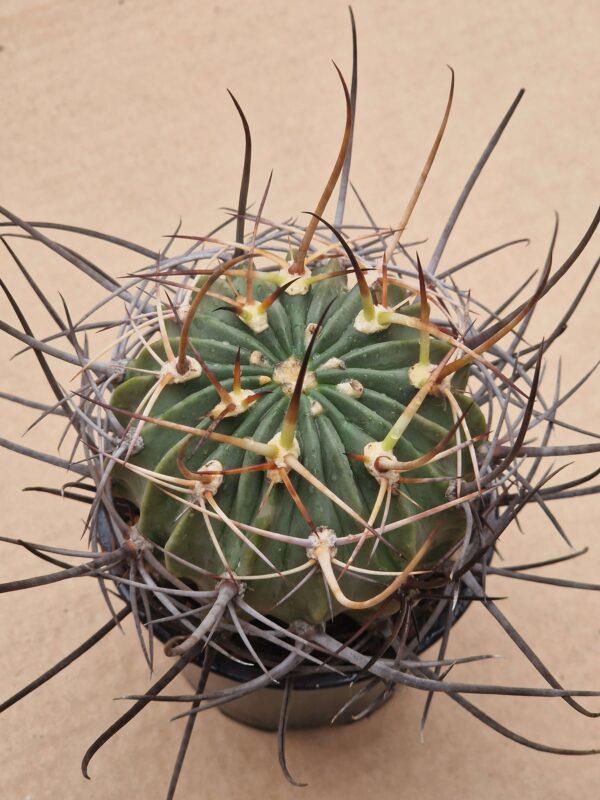Lobivia ferox